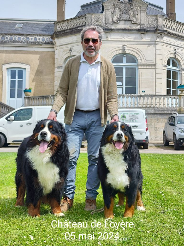 des mystères du vieux saule - Expo Châlons-sur-Saône 