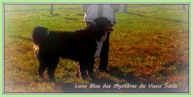 des mystères du vieux saule - Santé: Luna Blue