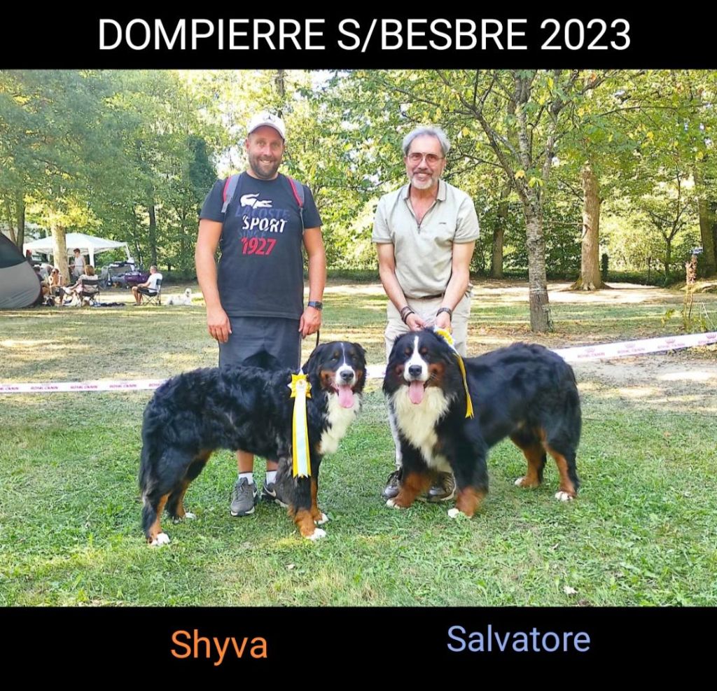 des mystères du vieux saule - Exposition DOMPIERRE sur BESBRE 2023