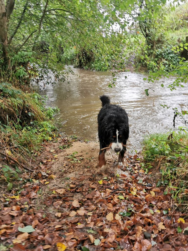 des mystères du vieux saule - Jour de pluie ! 