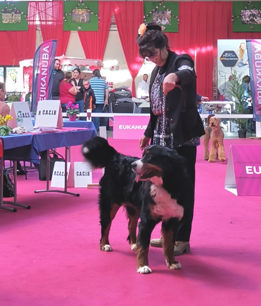 des mystères du vieux saule - Expo Bourges 2020 :