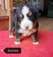 SOCRATE