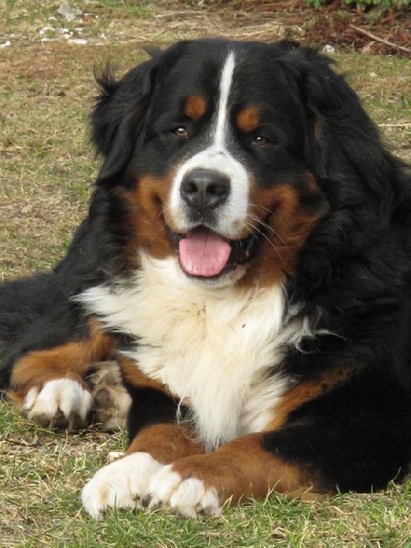 Floyd des mystères du vieux saule