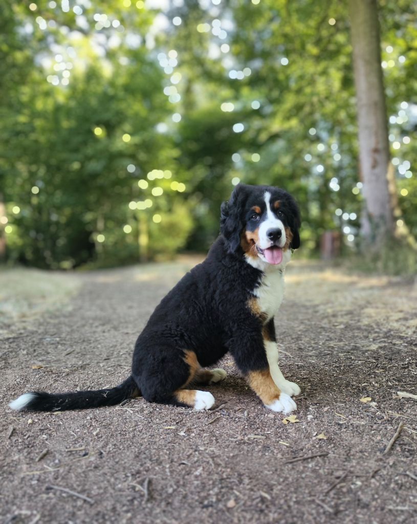 des mystères du vieux saule - Chiots disponibles - Bouvier Bernois