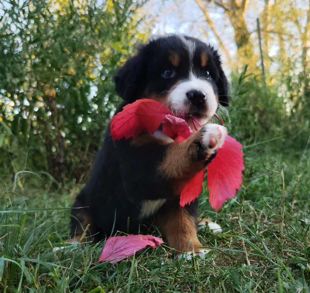 Chiot Bouvier Bernois des mystères du vieux saule